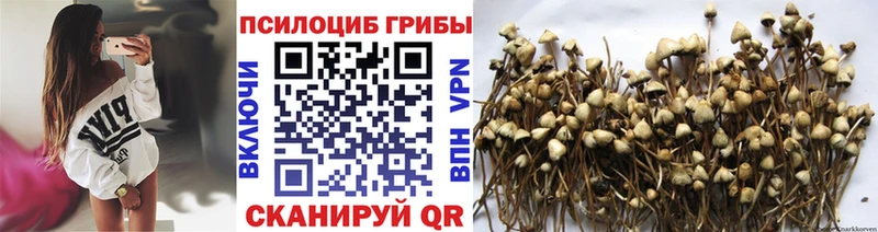 Псилоцибиновые грибы прущие грибы  Купить  Олонец 